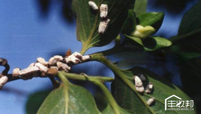 柿树虱子,柿虱子