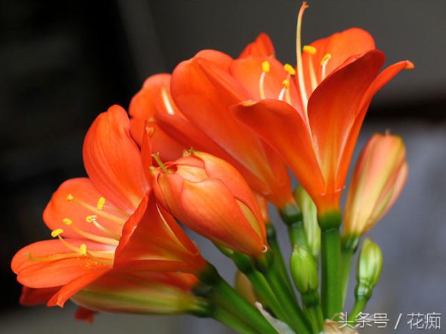 君子兰养好多年不开花怎么回事,君子兰养了几年不开花怎么回事