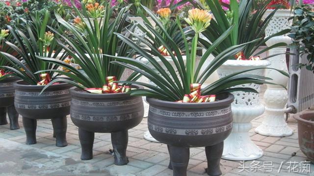 君子兰养好多年不开花怎么回事,君子兰养了几年不开花怎么回事