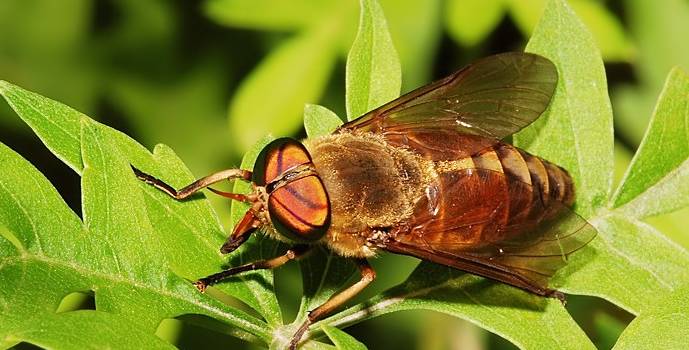 牛虻人畜皆害的吸血虫,遇见吸血虫牛虻怎么办