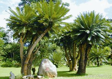 铁树开花主治功效,铁树开花的功效和用途