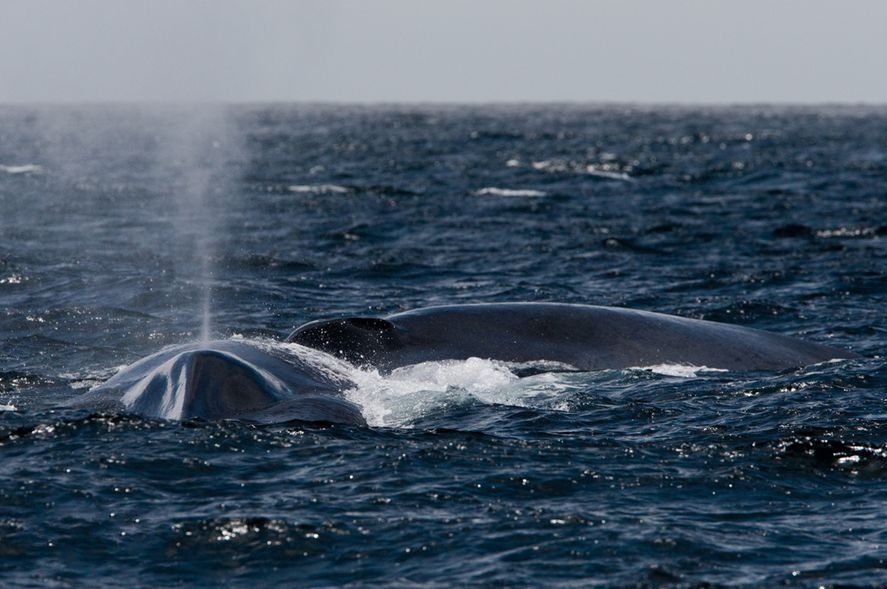 林奈的远见:称45米长280吨重的蓝鲸为小鼠鲸?