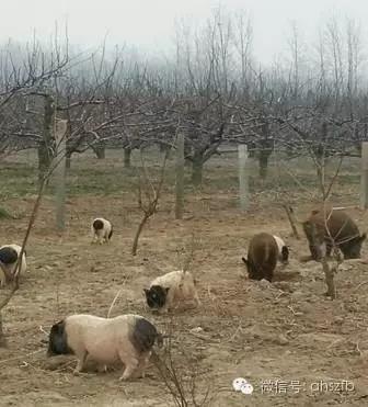 宿州市创新创业典型和系列品牌|王唱和她的生态农庄