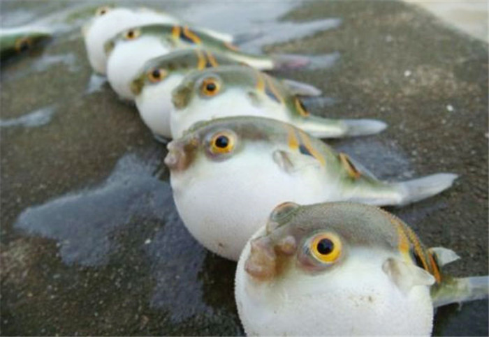 与四大美人有关的美食,十种女人越吃越漂亮的食物