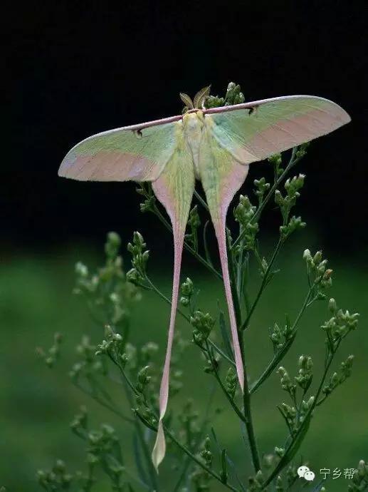湖南乡村记实《童年杂记——虫伴》，值得一读！