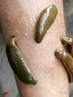 湖南乡村记实《童年杂记——虫伴》，值得一读！