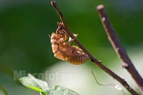 湖南乡村记实《童年杂记——虫伴》，值得一读！