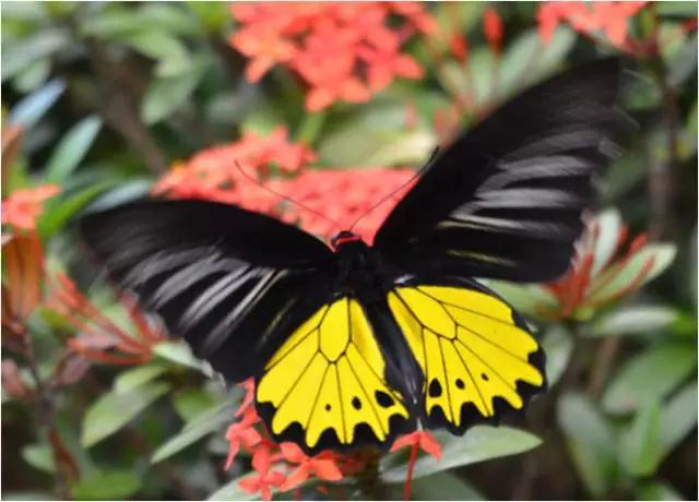 太原惊现史上最虐心的蝶萤文化节！爱我就带我去与蝶共舞、与萤作