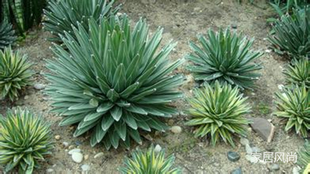 孕妇能够养净化空气的室内植物,室内合适孕妇净化空气的植物