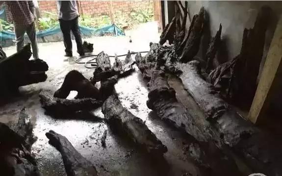 老宅发现100年前乌木,江西小山村挖出价值1亿的乌木