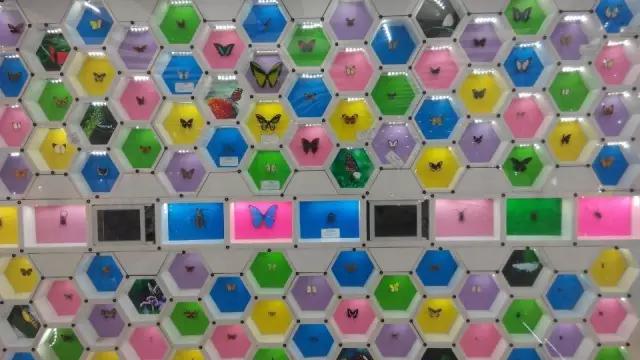 太原投资2000万风情文化节！引来50万只萤火虫！20万只蝴