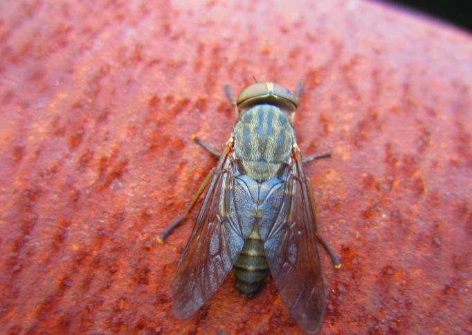 牛虻人畜皆害的吸血虫,遇见吸血虫牛虻怎么办