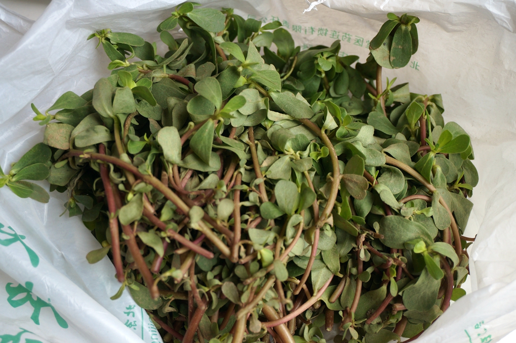 清热解毒治拉肚子的野菜,山上能够凉拌的野菜