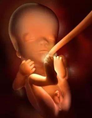 宝宝从1周到40周出生发育过程,怀孕第一周至40周胎儿发育情况