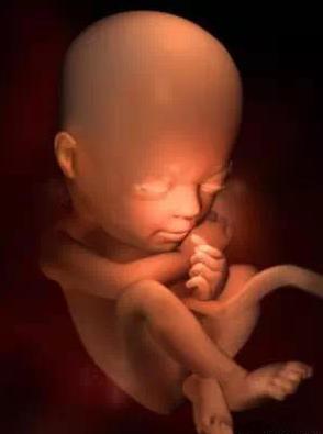 宝宝从1周到40周出生发育过程,怀孕第一周至40周胎儿发育情况