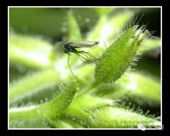 湖南乡村记实《童年杂记——虫伴》，值得一读！