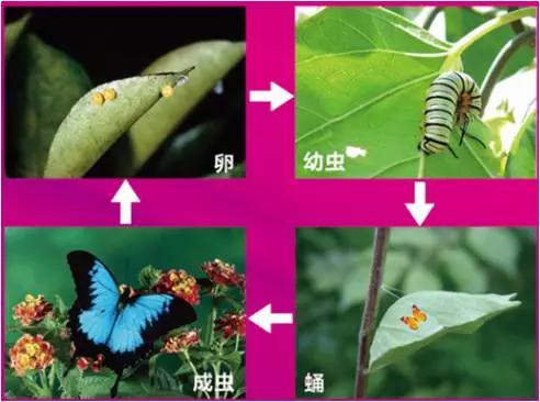 太原惊现史上最虐心的蝶萤文化节！爱我就带我去与蝶共舞、与萤作