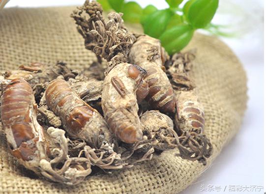 冬虫夏草和金蝉花有什么关系,金蝉花比冬虫夏草早几年入药