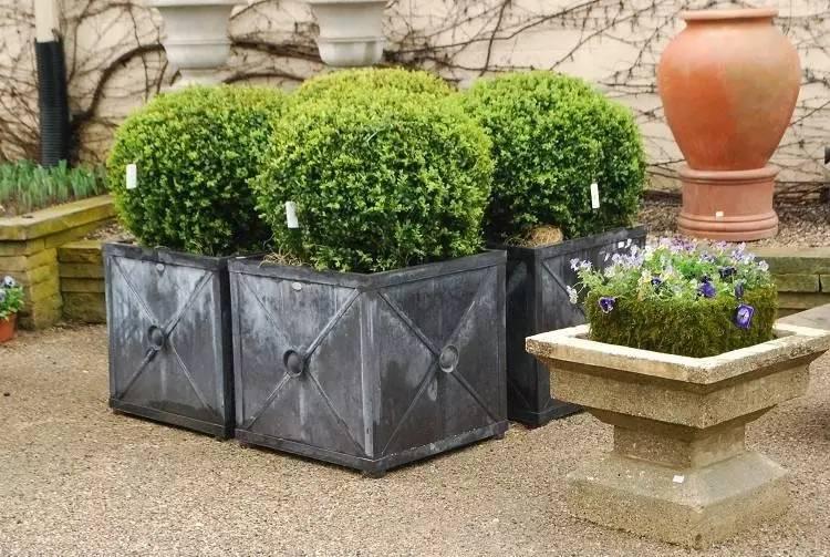 各种花盆搭配什么绿植,合适搭配装饰花盆的小植物