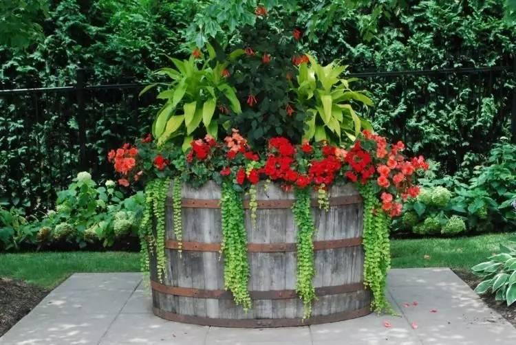 各种花盆搭配什么绿植,合适搭配装饰花盆的小植物