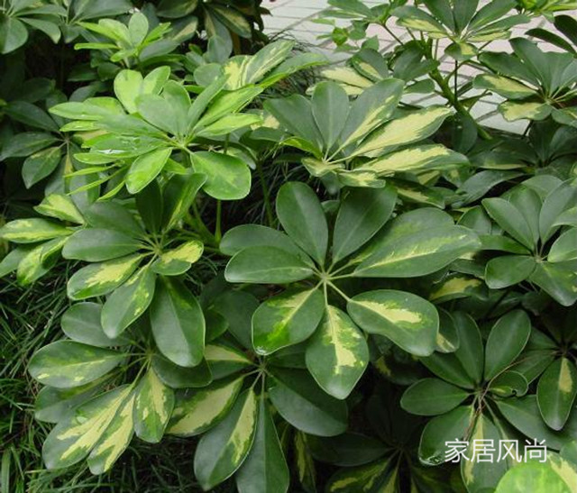 孕妇能够养净化空气的室内植物,室内合适孕妇净化空气的植物