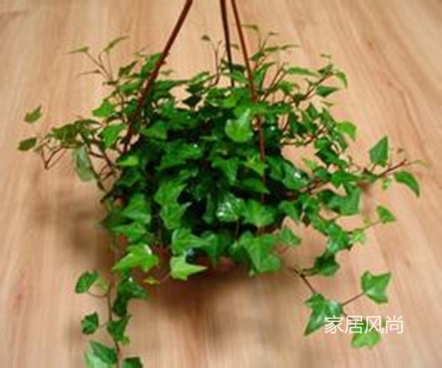 孕妇能够养净化空气的室内植物,室内合适孕妇净化空气的植物