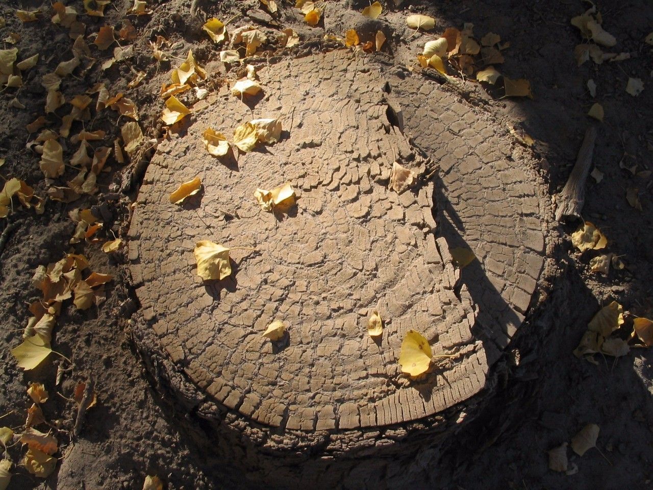 从来不打鸡血却拿下世界第一，这个日本车厂到底牛逼在哪？