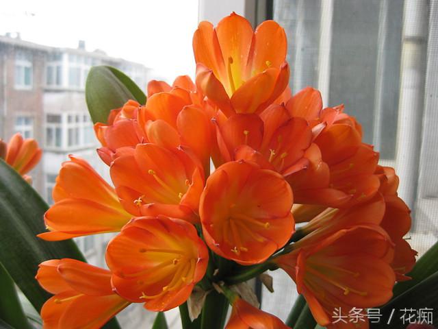 君子兰养好多年不开花怎么回事,君子兰养了几年不开花怎么回事