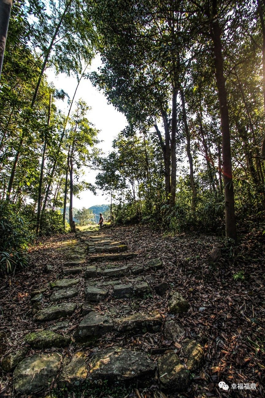 秘境杨梅,安吉杨梅溪