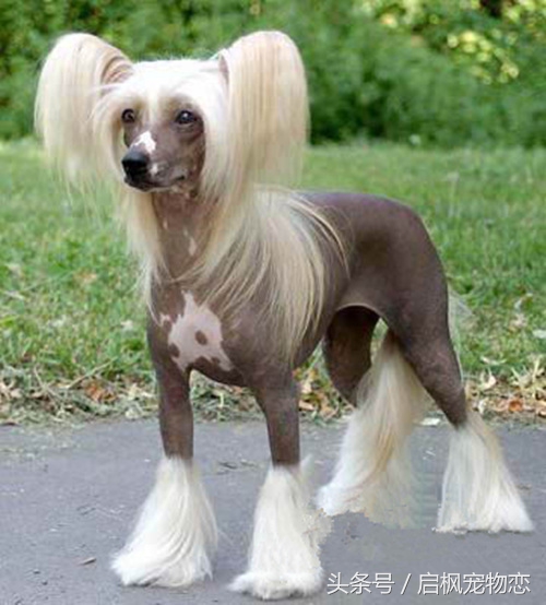 中国犬种第二弹这是属于它们的帅气