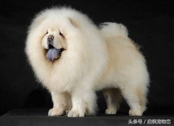 中国犬种第二弹这是属于它们的帅气