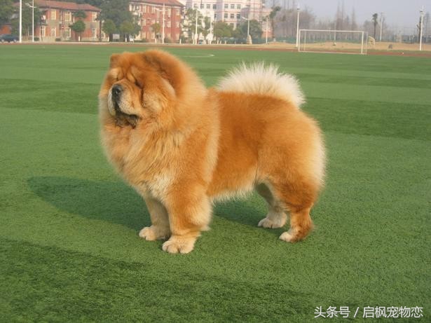 中国犬种第二弹这是属于它们的帅气