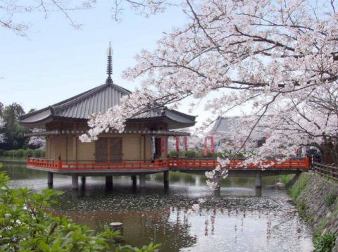 2019年9月初乘量子号邮轮去日本,量子号邮轮7天6夜豪华游