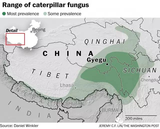 冬虫夏草缘何如此珍贵,冬虫夏草值得捡吗
