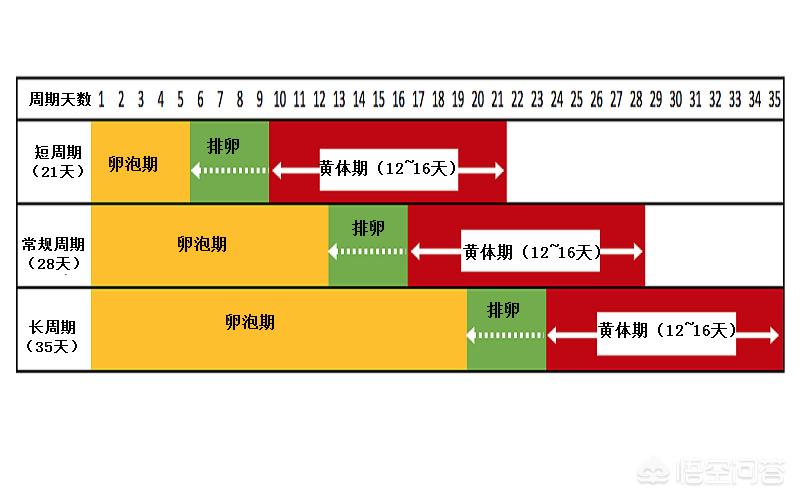 一个生理周期能够排两次卵吗,生理周期40天左右怎么算排卵