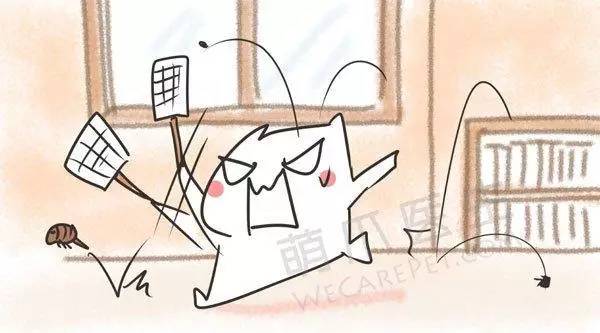 宠物驱跳蚤最有效的方法,自己在家怎么给宠物除蚤