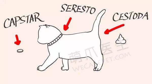 宠物驱跳蚤最有效的方法,自己在家怎么给宠物除蚤