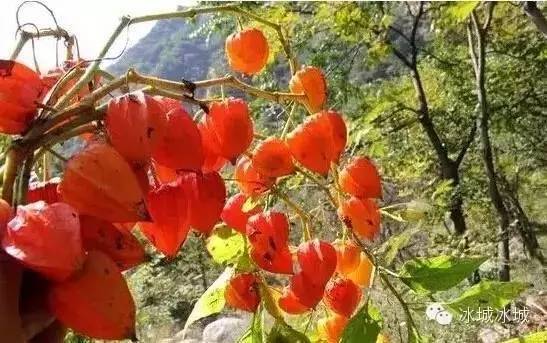 吉林人看到肯定淌哈喇子！这些好东西可能老多年没吃到了