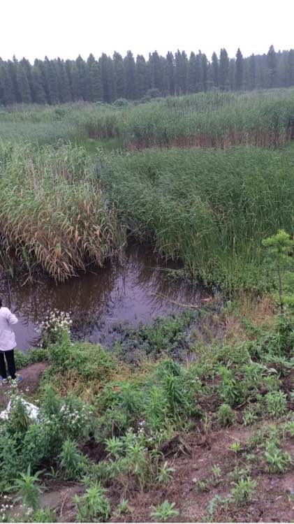 江边抓到一群乌龟,在河里抓的超大的巴西龟