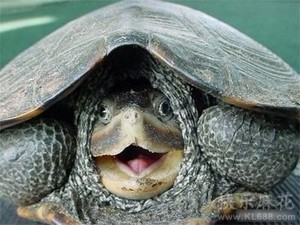 现在都还不知道？身边生物的寿命（饲养编）