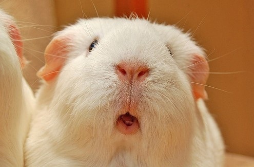 现在都还不知道？身边生物的寿命（饲养编）