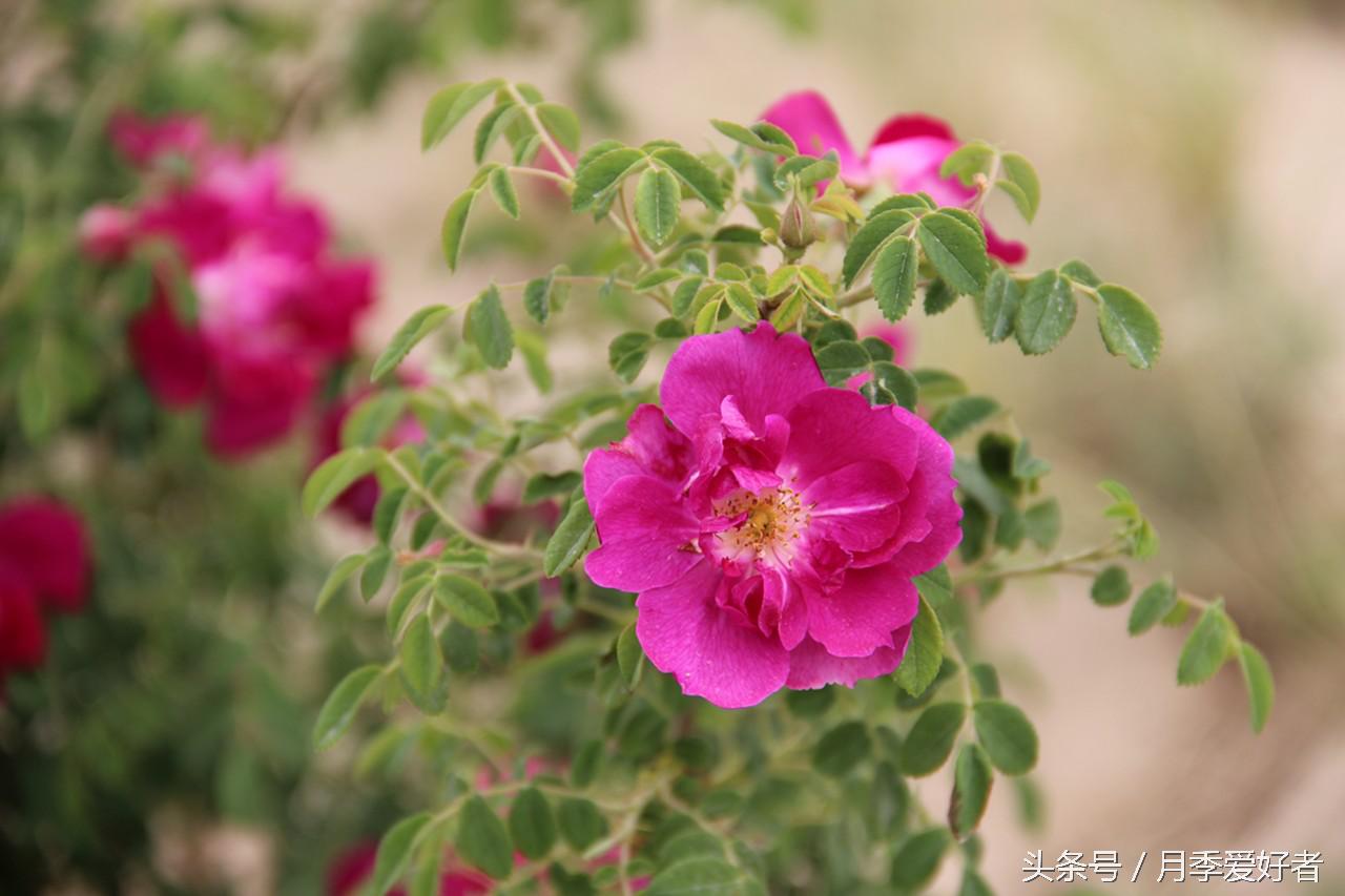 爬墙玫瑰月季与蔷薇区别,蔷薇和玫瑰都属于月季吗