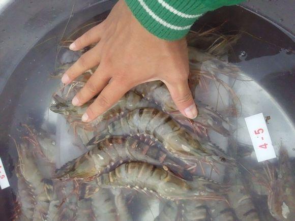 一斤25只的基围虾大不大呀,1斤基围虾能够出多少虾肉