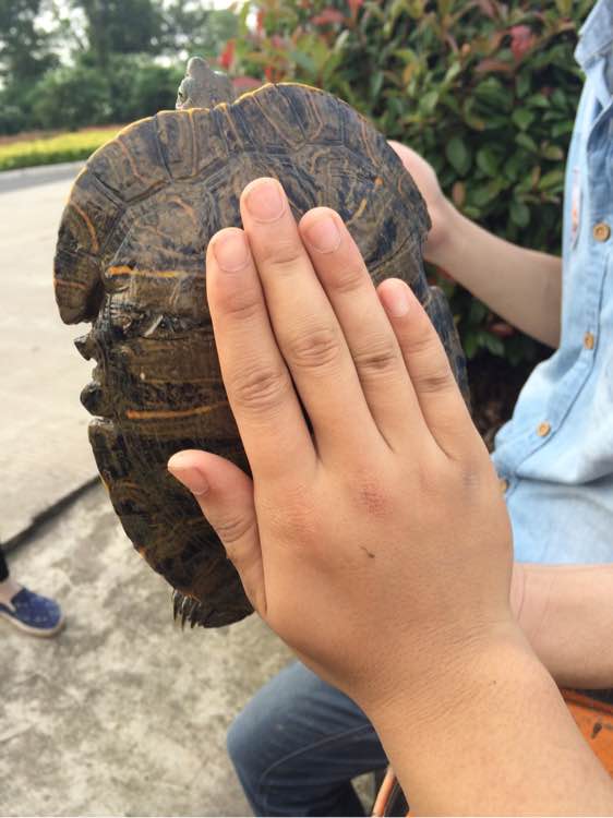 江边抓到一群乌龟,在河里抓的超大的巴西龟