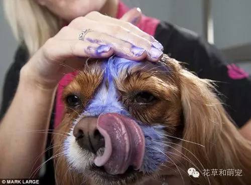 狗狗贴面膜,狗狗敷面膜