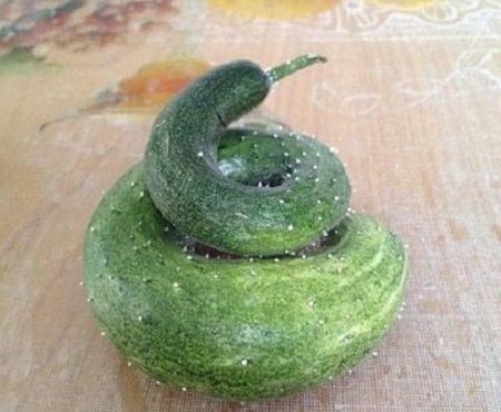 现在都还不知道？身边生物的寿命（饲养编）