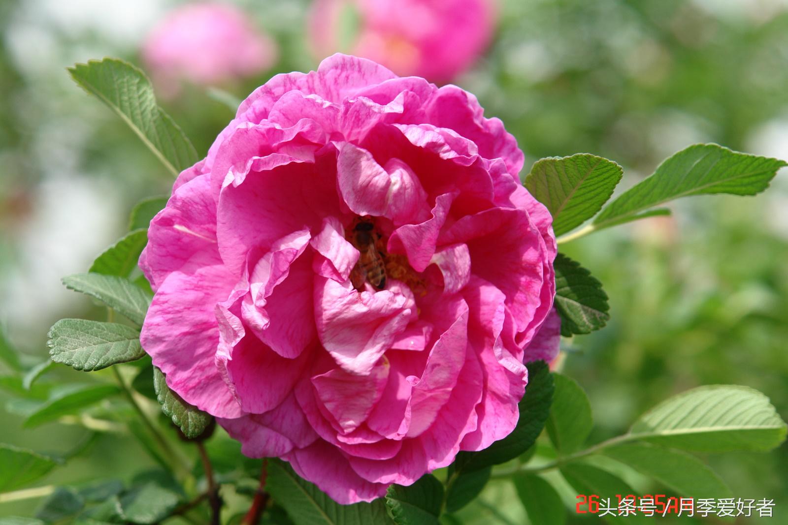 爬墙玫瑰月季与蔷薇区别,蔷薇和玫瑰都属于月季吗