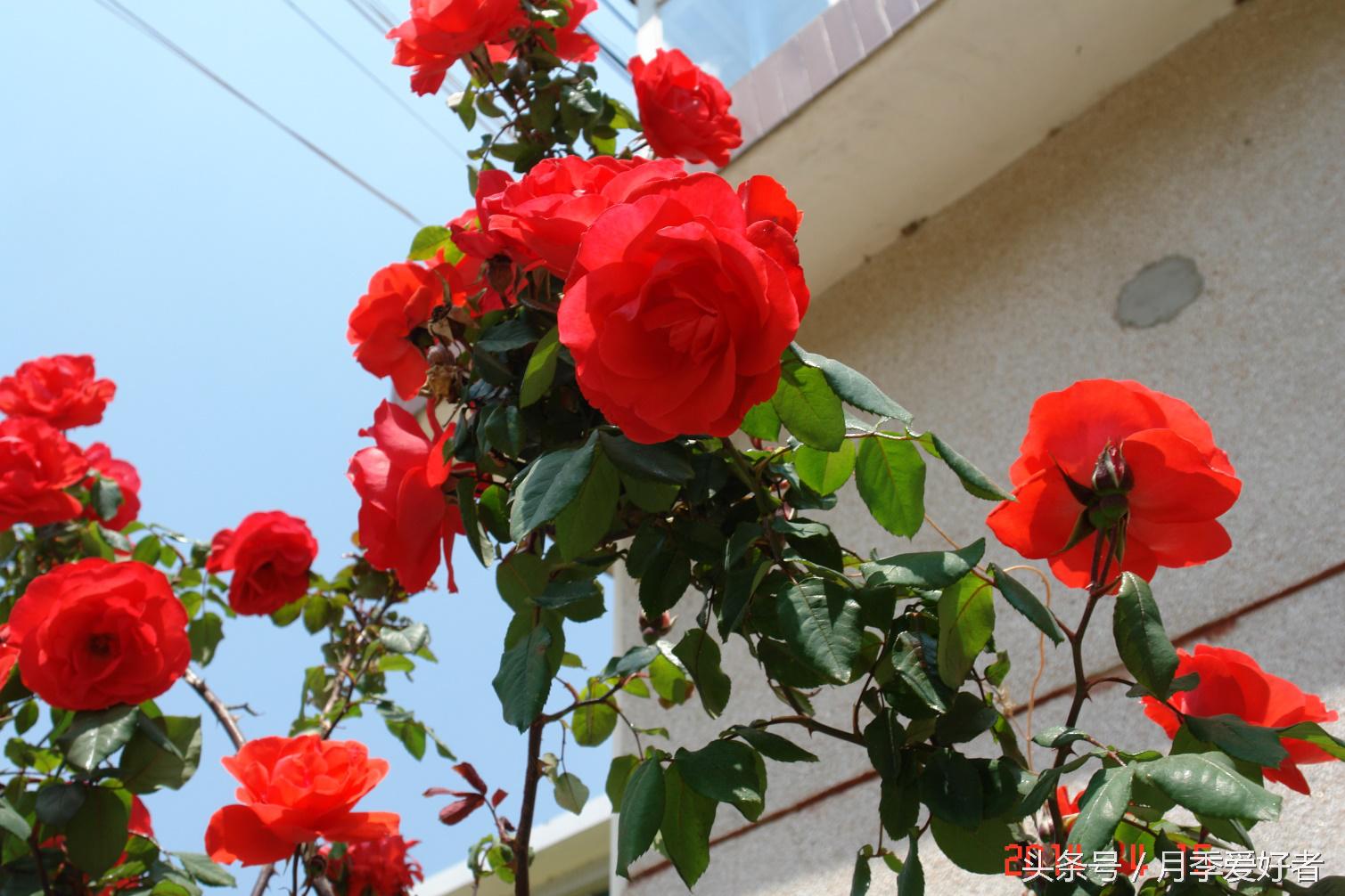 爬墙玫瑰月季与蔷薇区别,蔷薇和玫瑰都属于月季吗