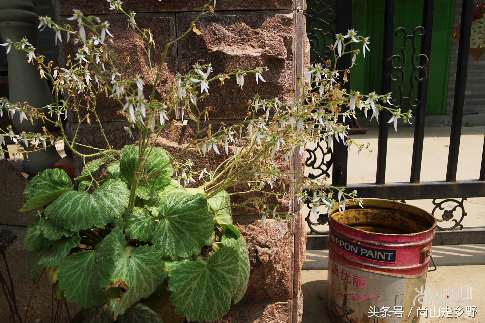 据说这种植物能够来治病英语,一种草对荨麻疹有特效