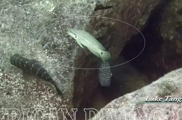 三湖慈鲷观赏视频,三湖慈鲷马鲷和蝴蝶